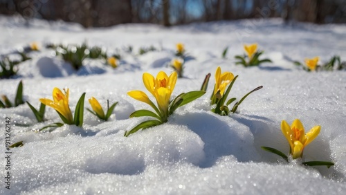 The first spring flowers, crocuses, grow in the forest