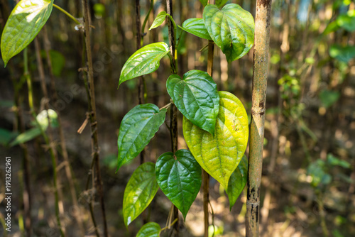 Quadro su tela Close up of vibrant green betel leaves on a vine with bamboo stalks