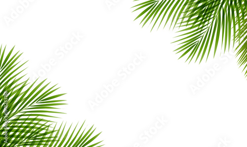 Green Palm Tree Branch Frame Isolated White Background