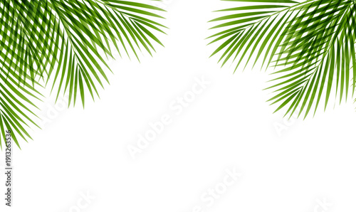 Green Palm Tree Branch Frame White Background