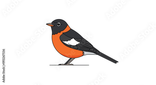 Detailed vector illustration of an American robin bird with an orange chest and black head standing on a white background.