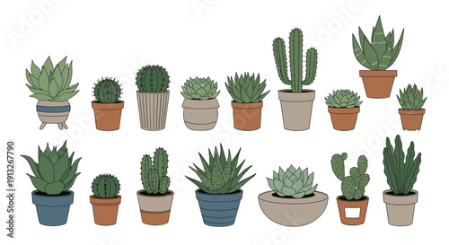 Diverse collection of potted succulents and cacti of different shapes and sizes arranged in two rows on white.