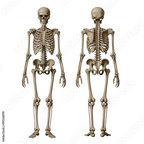 Two human skeletons standing side by side bones isolated on a transparent background