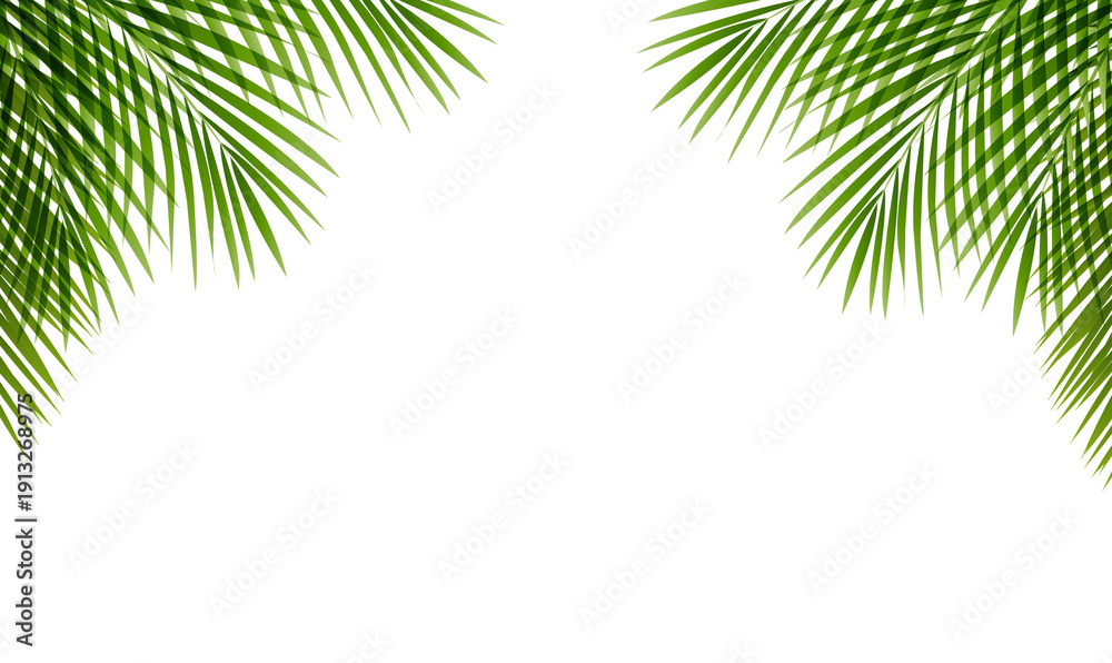 Fototapeta premium Palm Tree Branches Frame White Background