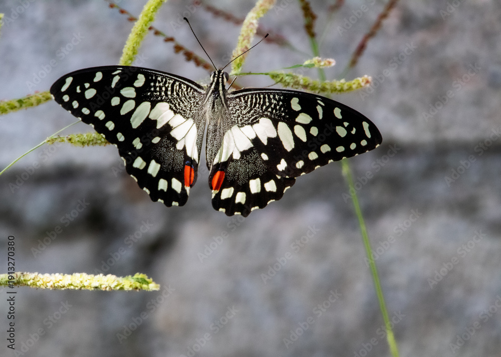 Obraz premium butterfly on a leaf