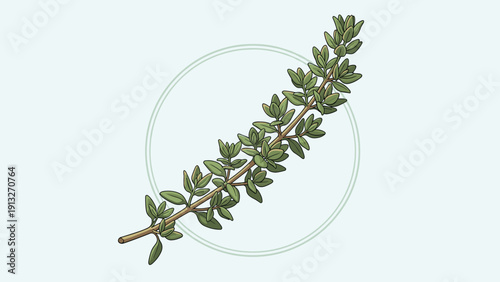 Single sprig of fresh green thyme herb shown in a detailed illustration over a light blue background with a circular frame.