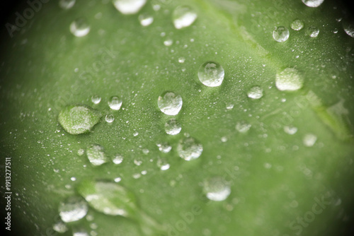 Clear morning dew droplets on a vibrant green leaf.