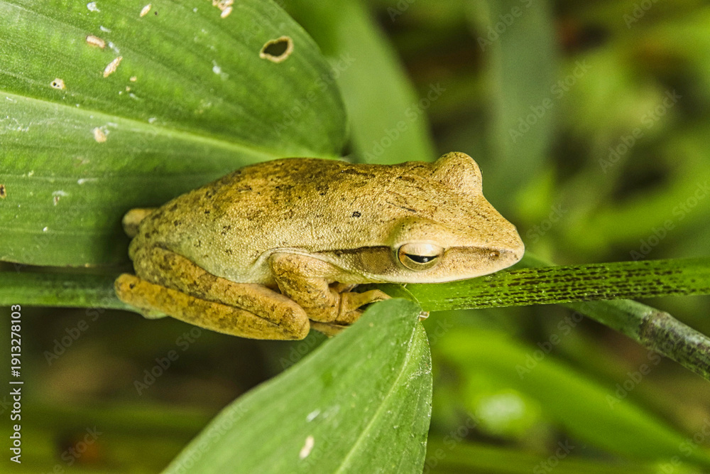 Obraz premium Small brown tree frog perched on a green leaf.