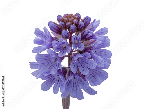 Single purple flower with many small petals and closed buds on transparent background
