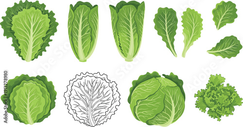 Lettuce and cabbage varieties collection set. Fresh leafy green vegetables isolated. Organic farm produce flat vector illustration bundle.