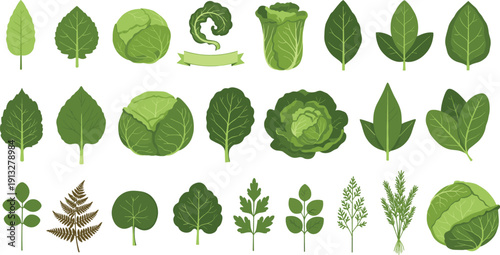Green plant and leafy vegetable collection set. Cabbage, lettuce and herb leaves variety. Fresh organic nature flat vector illustration bundle.