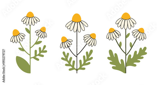 Chamomile Plant Line dynamic smooth color illustration