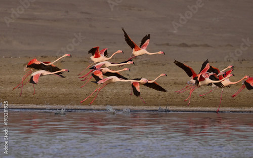 flamingos in flight