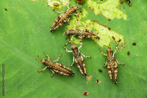 Foto Group of young grasshoppers resting on green leaf.