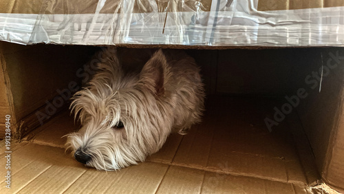 Adorable West Highland White Terrier Resting Inside Cardboard Box, Seeking Comfort and Security in Confined Space Indoors