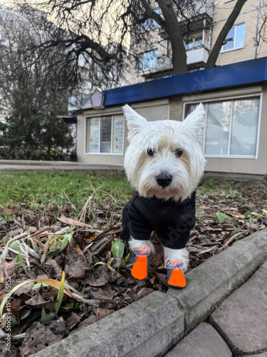 Adorable West Highland White Terrier Posing Outdoors in Stylish Black Jacket and Orange Boots, Capturing Canine Fashion and Charm