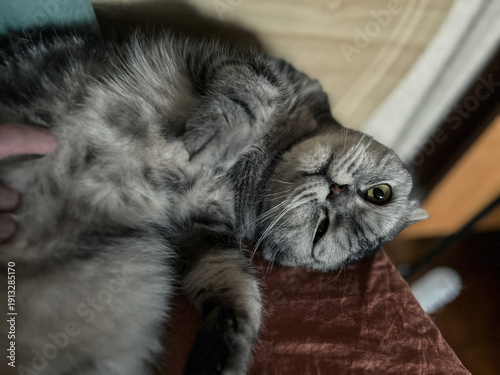 Adorable Scottish Fold Cat Relaxing Indoors, Showing Off Its Unique Folded Ears and Expressive Eyes, Pet Comfort and Relaxation