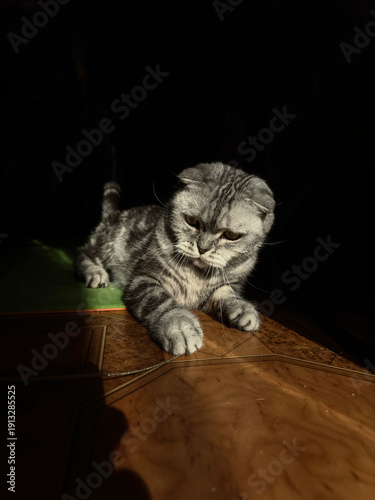 Adorable Scottish Fold Cat with Striking Silver Tabby Coat Resting Indoors, Capturing Feline Grace and Charm in Domestic Setting