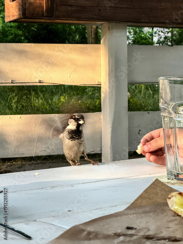 Charming Sparrow Perched on Tabletop, Eagerly Awaiting Bread Crumb from Child's Hand in Outdoor Setting