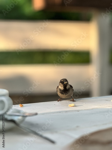 Charming Sparrow Enjoying Meal on Table Outdoors, Capturing Delightful Moment of Wildlife in Urban Setting, Bird Feeding on Crumbs