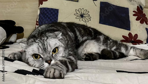 Adorable Scottish Fold Cat Relaxing on Bed, Capturing Its Charm and Playful Nature in Cozy Indoor Setting, Pet Photography