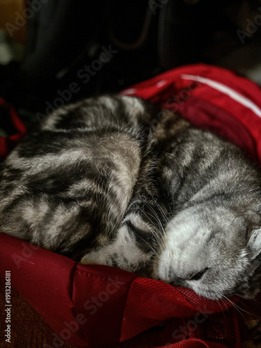 Adorable tabby cat curled up asleep inside red bag, creating cozy and heartwarming scene, indoor setting, domestic animal