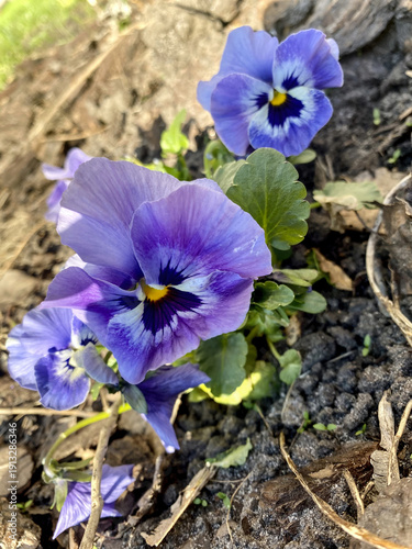 Close-up of Purple Pansies in Bloom, Showcasing Delicate Petals and Vibrant Colors in Natural Outdoor Setting