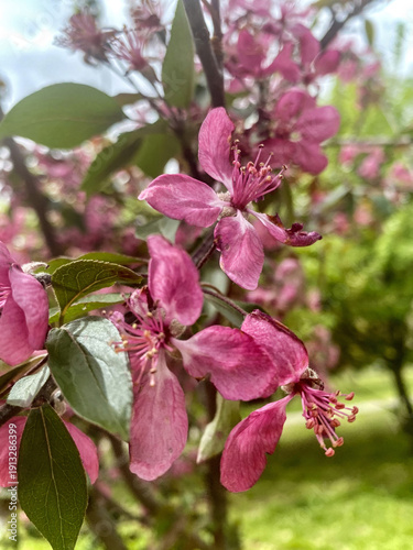 Close-up of Pink Crabapple Blossoms in Springtime, Capturing Delicate Beauty and Vibrant Color of Nature's Floral Display