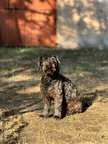 Adorable brown dog sitting outdoors in sunny weather, enjoying nature, looking at camera, pet photography, canine portrait, animal friend