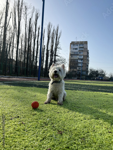 West Highland White Terrier Enjoys Sunny Day Outdoors on Green Grass with Orange Ball, Playful Dog Having Fun in Urban Setting