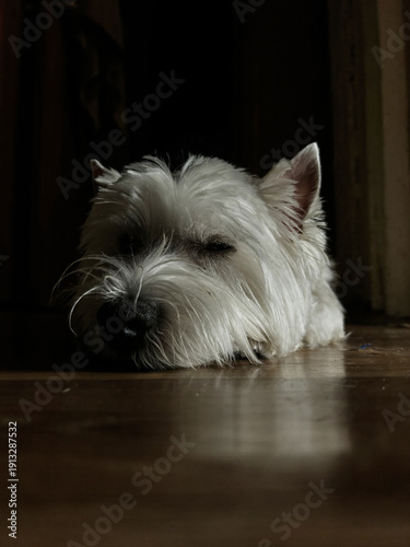 Adorable West Highland White Terrier Puppy Napping Peacefully on Wooden Floor Indoors, Capturing Serene Moment of Relaxation and Comfort