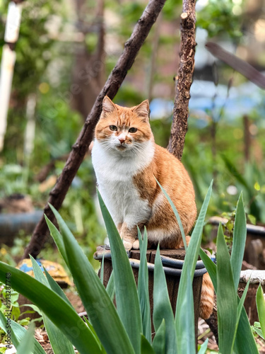 Majestic ginger cat sitting outdoors on wooden stump surrounded by lush green foliage, creating serene and natural scene