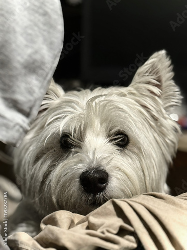 Adorable West Highland White Terrier Portrait with Expressive Eyes and Fluffy White Fur, Capturing Canine Charm and Personality