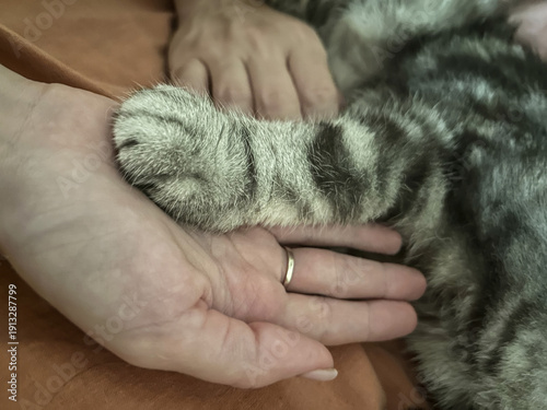 Close-up of woman's hand gently holding paw of tabby cat indoors, showcasing bond and affection between pet and owner in cozy setting