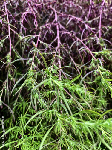 Close-up of vibrant green and purple sphagnum moss, showcasing intricate details and textures of natural plant life, perfect for backgrounds
