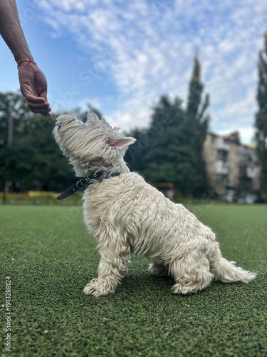 Adorable West Highland White Terrier Dog Sitting on Green Grass Outdoors, Looking Up at Hand, Enjoying Sunny Day, Pet Training