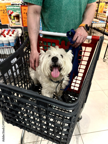 Happy West Highland White Terrier Dog Sitting in Shopping Cart with Man in Supermarket, Pet-Friendly Shopping Experience