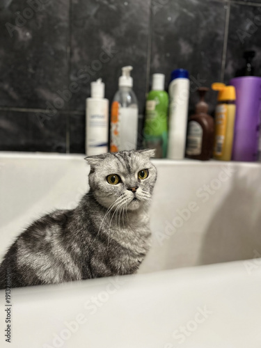 Adorable Scottish Fold Cat Enjoying Relaxing Bath Time Surrounded by Colorful Shampoo Bottles in Modern Bathroom