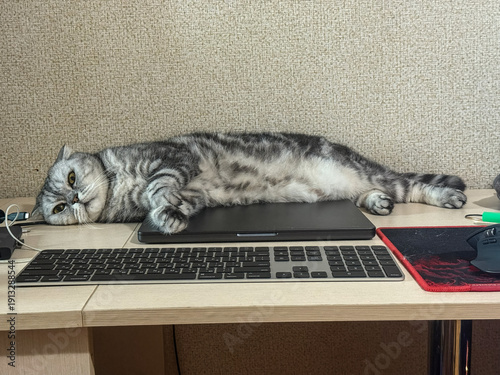 Lazy gray tabby cat resting on laptop keyboard indoors, enjoying comfort and warmth, feeling relaxed and sleepy, adorable feline friend