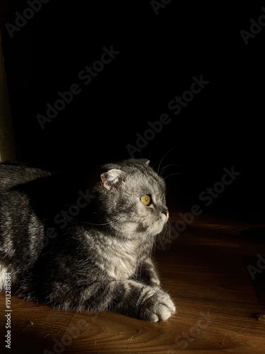 Adorable Scottish Fold Cat Lounging on Wooden Floor in Sunlight, Capturing Serene Indoor Moment with Domestic Pet