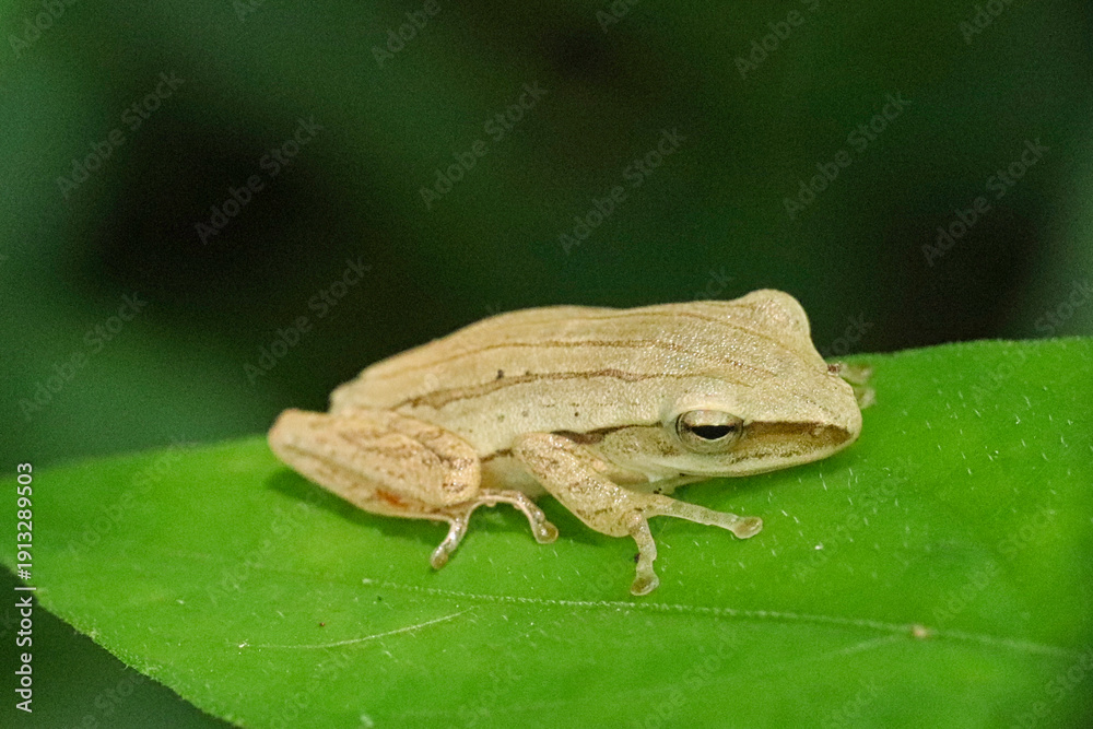Obraz premium Brown tree frog perched on a green leaf side view.