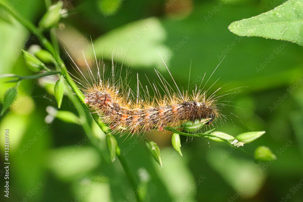 Fototapeta premium Hairy caterpillar crawling on green plant stem with tiny flowers.