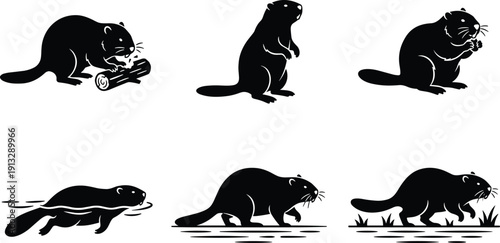Beaver silhouette collection showing aquatic rodent in various poses including swimming, gnawing wood, and standing isolated on white background wildlife vector set