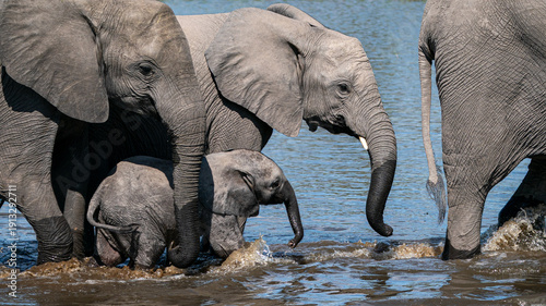 African Elephant Calf Protected by the Breeding Herd