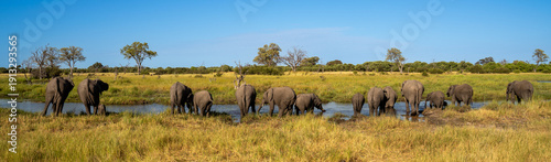 Panoramic View of African Elephant Herd drinking in a River