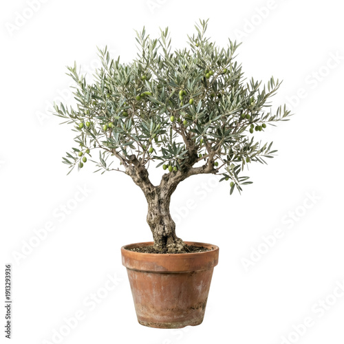 Obraz na plátne Potted Olive tree bonsai with fruits