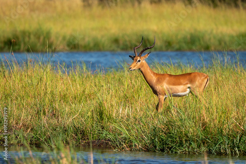 Male Impala Standing in River Marsh