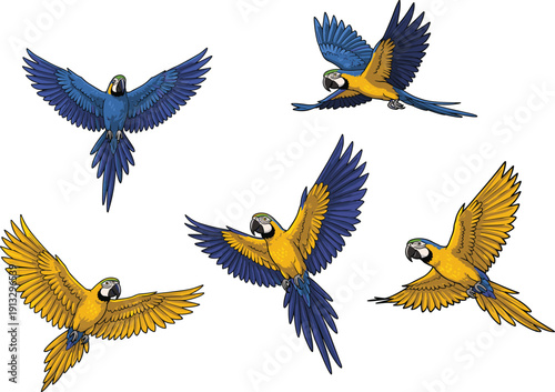 Flying macaws vector illustration, colorful parrot set, tropical bird design, wildlife theme, flat drawing, CAD style, exotic nature