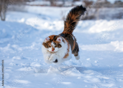 jump young fluffy california cat in the snow in the winter garden