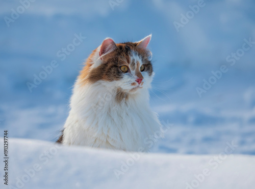 Portrait of a young fluffy tricolor cat peeking out of a snowdrift in a winte...